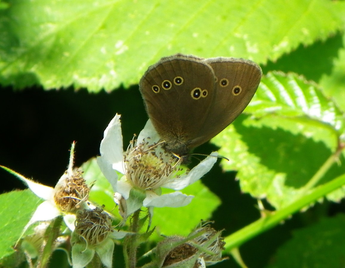 Ringlet (2)